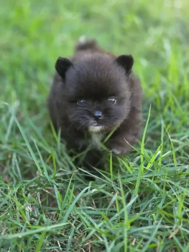 Spitz Alemão Anão macho com pedigree