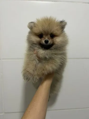 Lulu da Pomerânia machos porte pequeno pedigree a parte