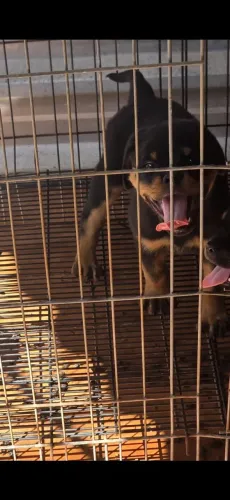 Filhote Rottweiler a Venda