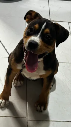 Pitbull tigrado