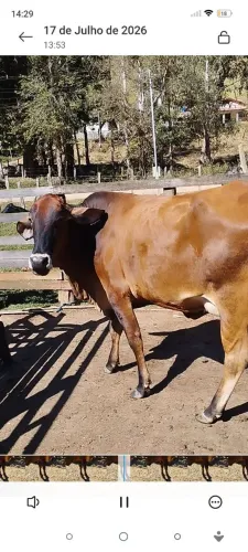 Vaca girolanda