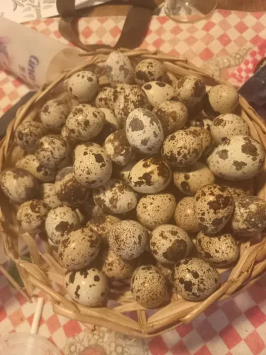Ovos de codorna para consumo 