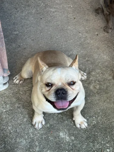 Buldogue Francês (ACEITO CARTÃO)