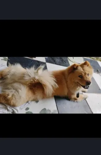 Doação de um chow-chow