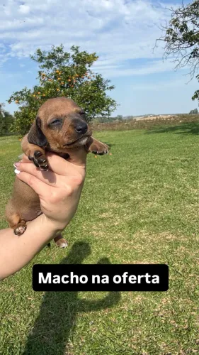 Salsichinha macho na oferta 850