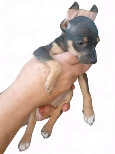 Pinscher Zero Super Pequeno