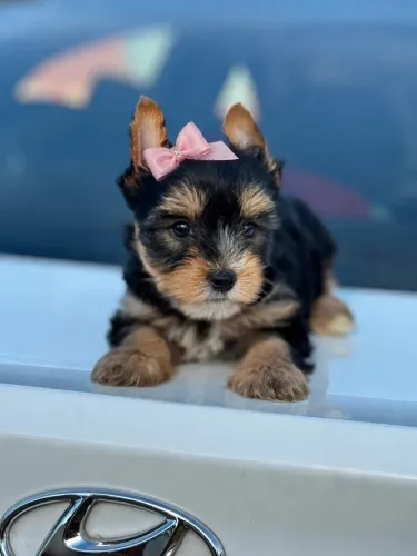 Yorkshire Mini raça pura vacinada e cheirosa 