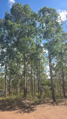 Lenha de eucalipto para churrasco, fogão a lenha, lareira e fogueiras