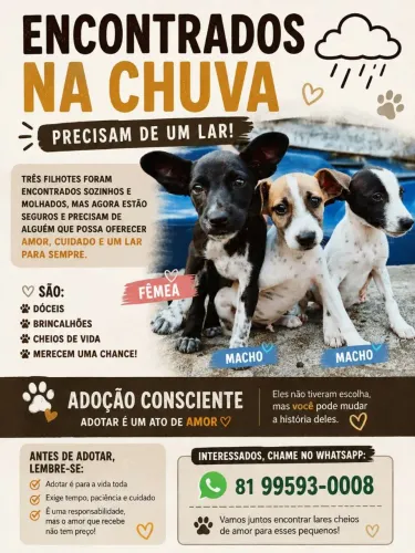 Para doação, foram abandonados na porta da minha casa.