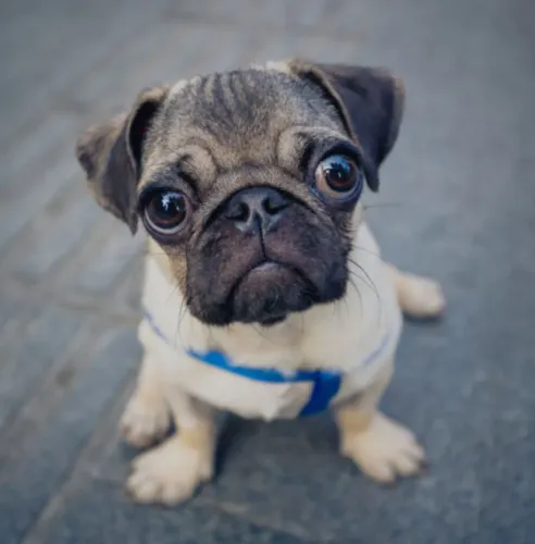 Adoráveis Filhotes de Pug - Muito Carisma e Companheirismo