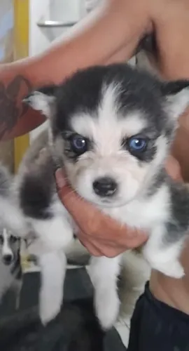 Cachorra husky siberiano 
