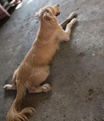 Doação cachorro