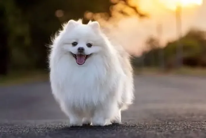 Lindo Spitz Alemão (Lulu da Pomerânia) saudável e pronto para Novo Lar