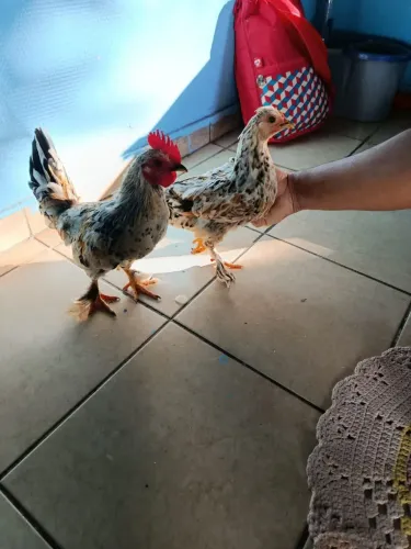 Galinha Galizé