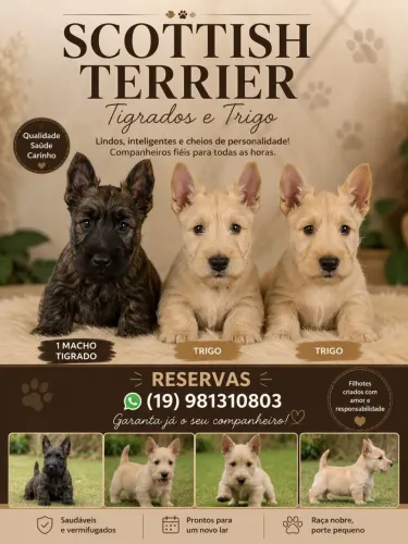 Filhotes Scottish Terrier disponíveis