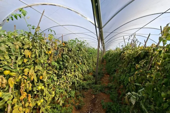 SITIO EM SERRA NEGRA com 73.000 m2 , 04 quartos , com área produtiva de: TOMATE , CAFÉ E M