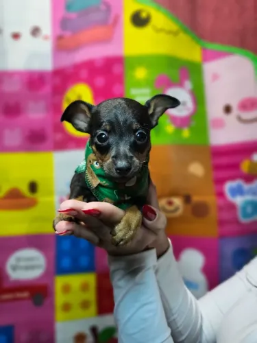 Baby Pinscher/Pincher/Pinsher/Pintier saudáveis, alegres e brincalhões