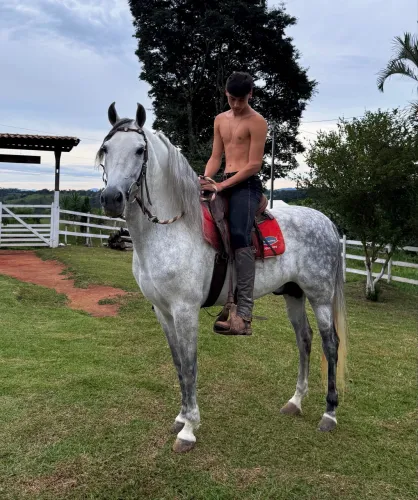 Mangalarga Marchador Reg. - Marcha Picada - Dubai SVL - Manso para Cavalgadas
