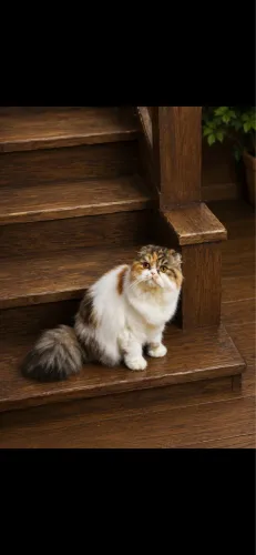 Gata Scottish longhair , femea tricolor. Com pedigree 