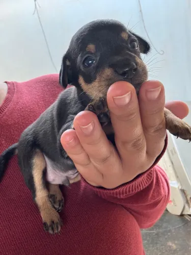 Pinscher