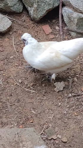 Casal galo e galinha