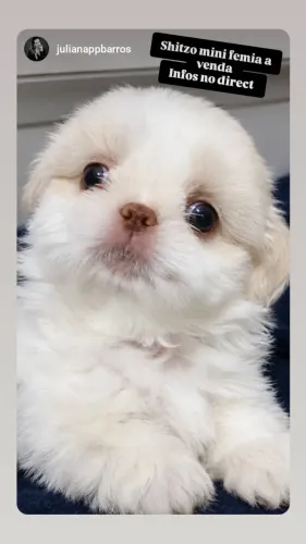 Cachorro raça shitzo 