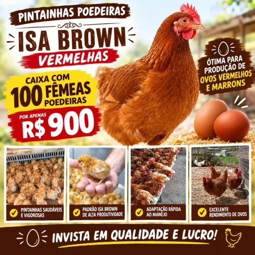 Pintainhas poedeiras isa brown