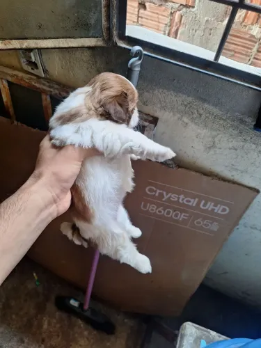 Shih tzu puro