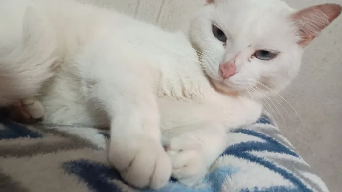 Gata pr doação