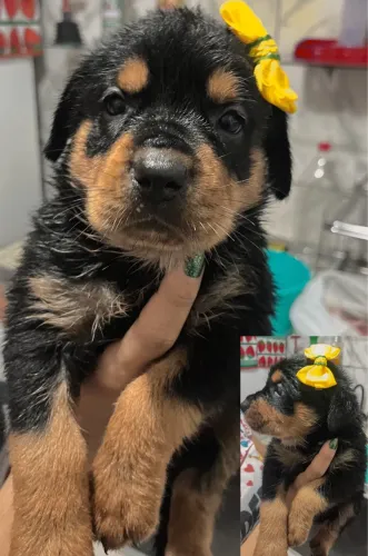 Filhote Rottweiler