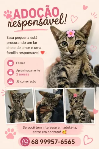 Adoção responsável de gato fêmea