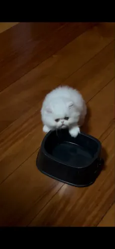 Filhote gato persa 