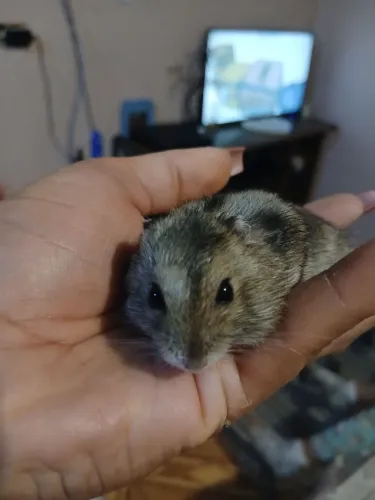 Vendo hamster anão russo