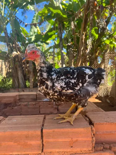Casal de GSB - Galinha Balão