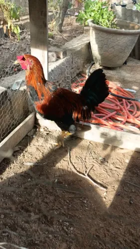 Galo caipira 60,00