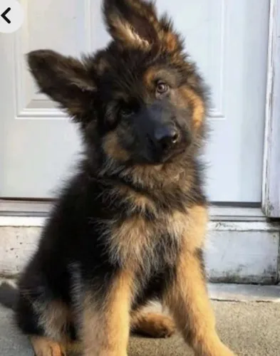 Filhote pastor alemão, A vida é melhor com um cachorro ao seu lado!