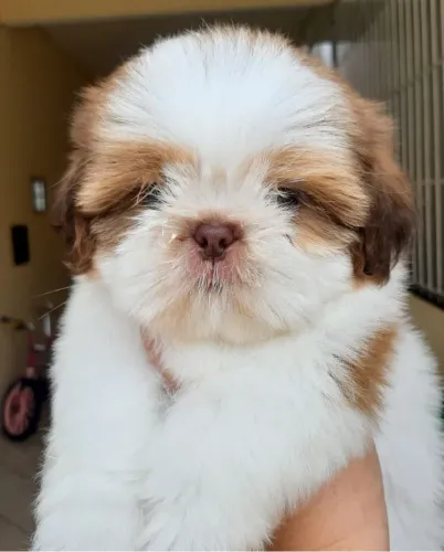 Filhotes de Shih Tzu - Lindos e saudáveis!! Canil especializado - Aceito Cartão!!