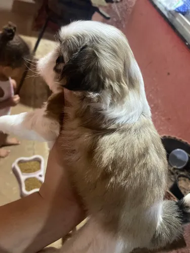 Vendo filhote de shih-tzu