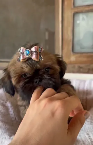 Seu novo melhor amigo pode ter quatro patas e muito pelo fofo!