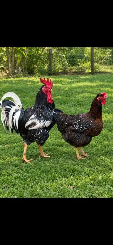Tenho ovos gsb balão pra venda