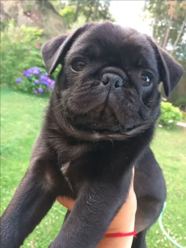 Pug Esse filhotinho vai roubar seu coração