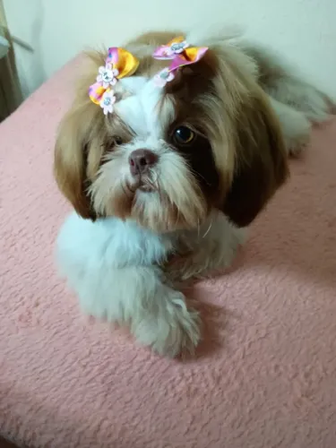 Fêmea Shih Tzu 