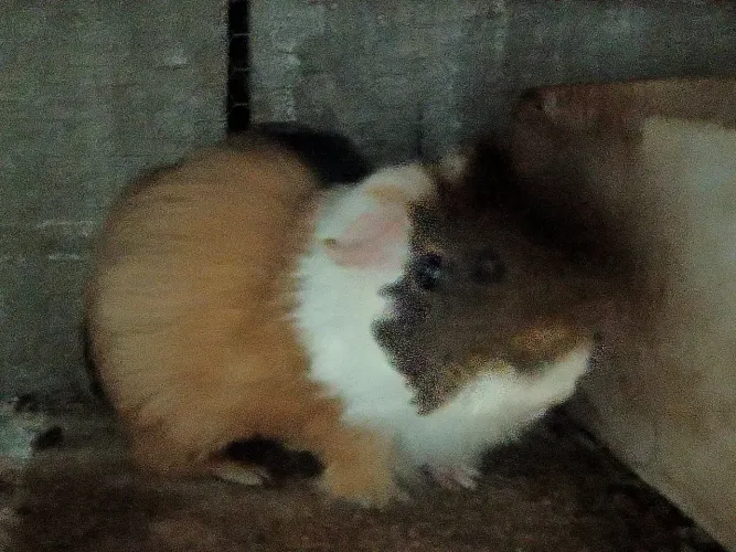 Porquinho da índia adulto