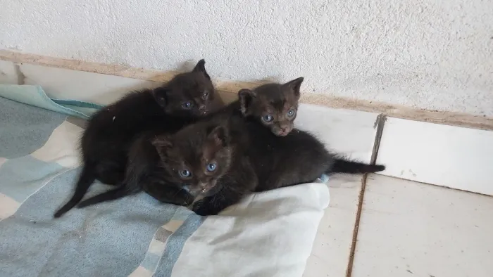 Filhote Gato Adoção