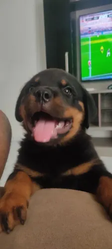 Rotwayler primeira linha