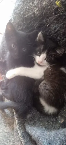 Estou doando gatinhos filhotes 2 meses de vida 