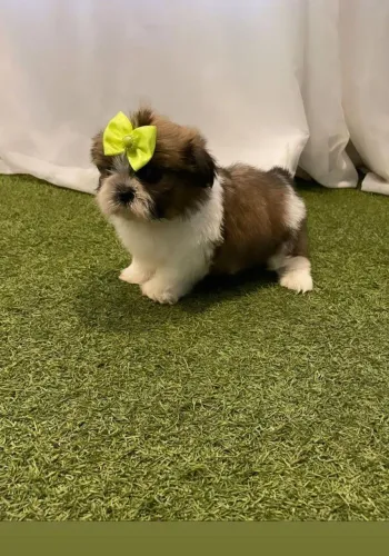 Shih Tzu charmoso