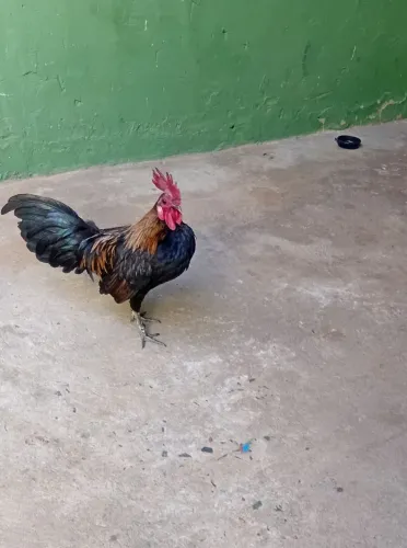 Galo Garnize 
