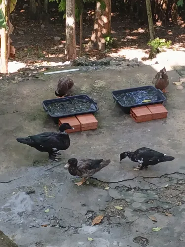 Vendo patos