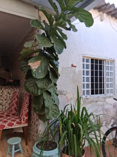 Plantas 